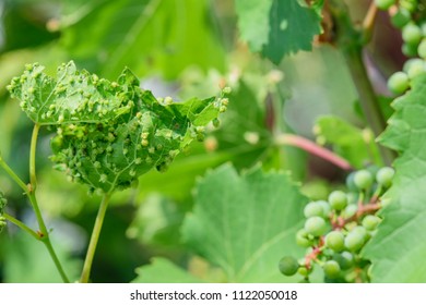 Leafe of grapes with phylloxera. Diseases of grapes. Phylloxera of leaves.