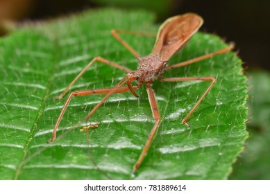 Leafhopper Assassin Bugs