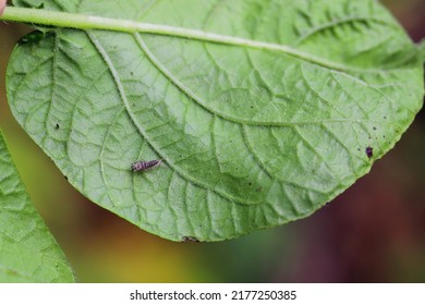 Leafhopper Larval Cuticle  Under A Potato Leaf.