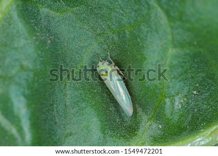 Leafhopper Macrosteles laevis on a leaf.