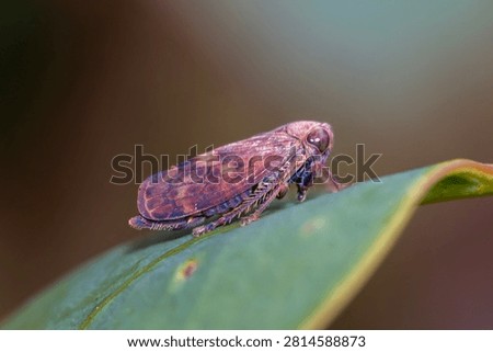 Leafhopper Resting On Leaf Tip