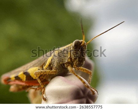 The leafhopper or rice grasshopper (insect) or melanoplus femurrubrum is a species of grasshopper commonly found in North America.