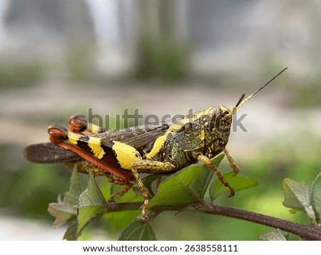 The leafhopper or rice grasshopper (insect) or melanoplus femurrubrum is a species of grasshopper commonly found in North America.