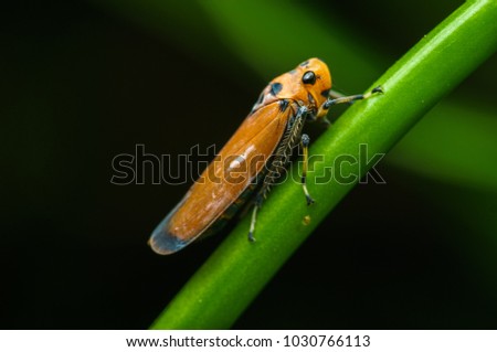 leafhopper standing on the grass