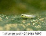 leafhopper in the wild state