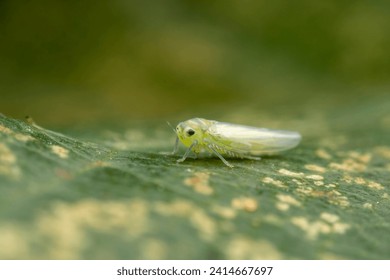 leafhopper in the wild state