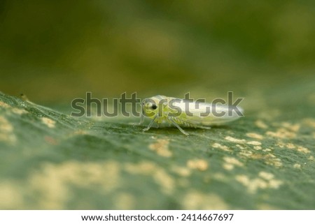 leafhopper in the wild state