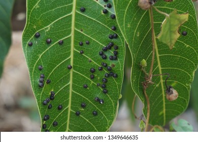 Leafhoppers, Cotton Leafhopper, Mango Leafhoppers