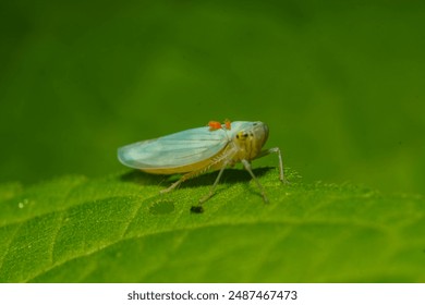 Leafhoppers infested with red mites