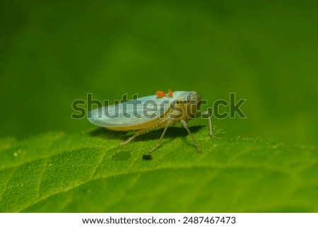 Leafhoppers infested with red mites