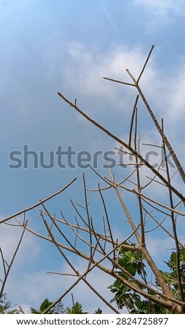 Leafless or bare tree twigs and branches against a blue sky.