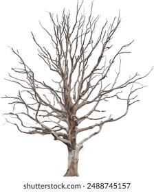 leafless, barren tree with twisted branches, isolated on a white background