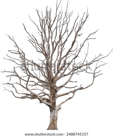 leafless, barren tree with twisted branches, isolated on a white background