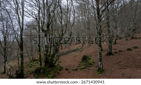 Leafless beech trees create a stark and beautiful landscape on a mountainside in Navarre, Spain, during the autumn season
