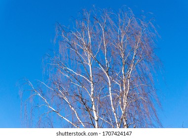 a leafless birch against a blue sky