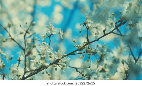 Leafless Blossoming Tree Branch. Small White Flower And Very Fragrant. - Powered by Shutterstock