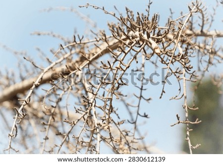 A leafless branch of a tree.