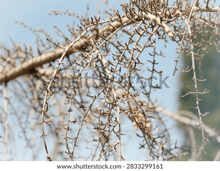 A leafless branch of a tree.