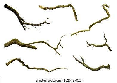 3,406 Curvy Branches Images, Stock Photos & Vectors | Shutterstock