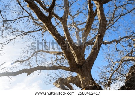 Leafless branches of oak tree in winter