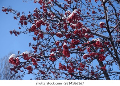 Leafless branches of rowan with red berries covered with snow against blue sky in mid December