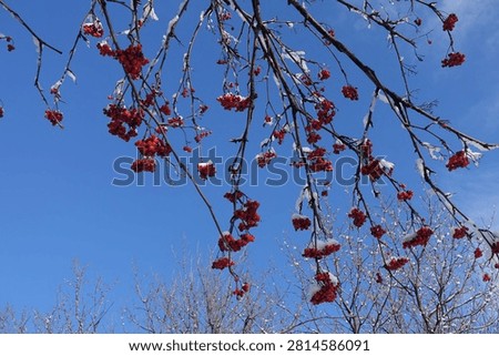 Leafless branches of rowan with red berries covered with snow against blue sky in mid December
