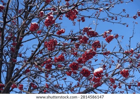 Leafless branches of rowan with red berries covered with snow against blue sky in mid December