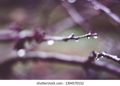 Leafless branches in winter