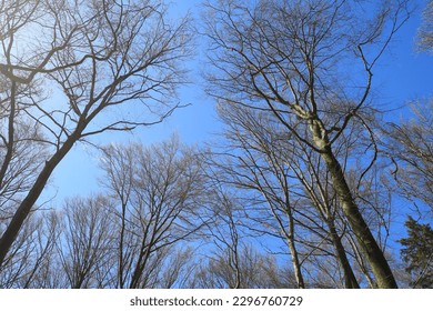Leafless canopy tree in springtime
