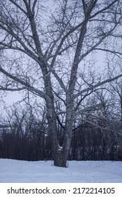 Leafless Christmas tree in winter 