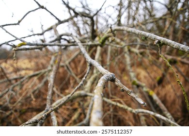 Leafless convoluted branches on a misty winter morning