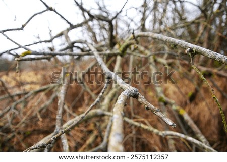 Leafless convoluted branches on a misty winter morning