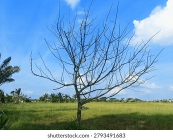 Leafless dead tree standing in a green grass field under a blue sky