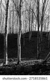 Leafless Deciduous Forest with Slender Tree Trunks on Hillside in Black and White