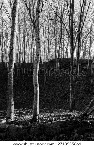 Leafless Deciduous Forest with Slender Tree Trunks on Hillside in Black and White