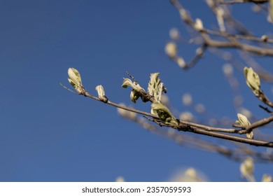 leafless deciduous trees in the spring season, beautiful bare branches of deciduous trees after winter - Shutterstock ID 2357059593