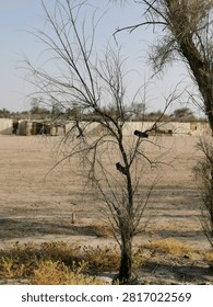 Leafless dry tree in a desolate sandy desert landscape with landscape, lifeless