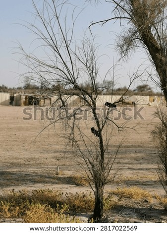 Leafless dry tree in a desolate sandy desert landscape with landscape, lifeless