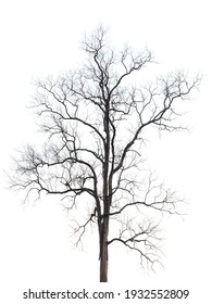 Leafless dry tree isolated on white background