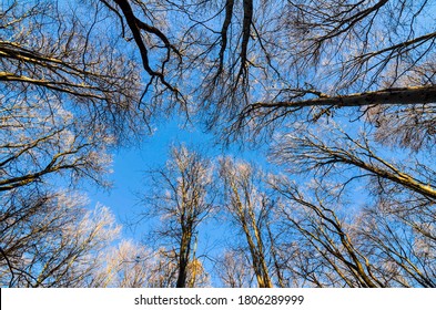 Leafless forest trees with sunset light reaching the tops. Leafless trees view from bottom up with blue sky.