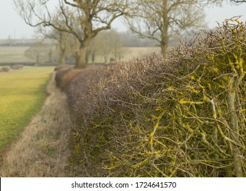 Leafless Hawthorn Hedge In Winter