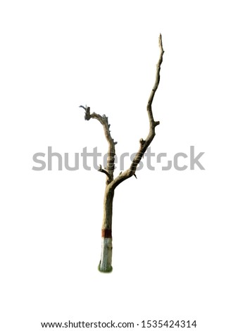 Leafless and isolated tree in white background.
