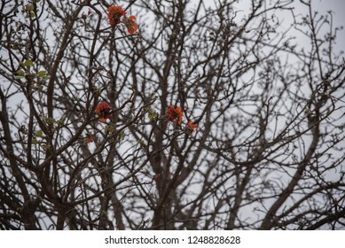 Leafless monkless tree with flower