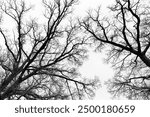 Leafless Oak tree branches silhouette. Black and white. Natural oak tree branches silhouette on a white background. Silhouettes of a dark gloomy forest with textured trees on a white background. 