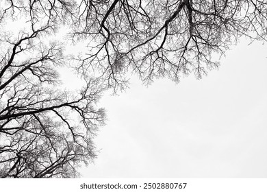 Leafless Oak tree branches silhouette. Black and white. Natural oak tree branches silhouette on a white background. Silhouettes of a dark gloomy forest with textured trees on a white background.  - Powered by Shutterstock