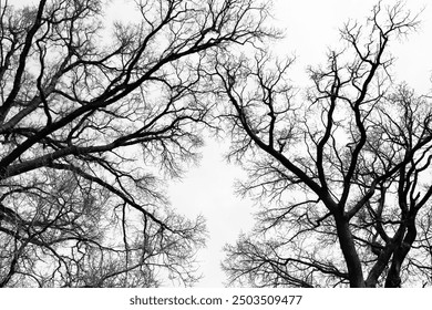 Leafless Oak tree branches silhouette. Black and white. Natural oak tree branches silhouette on a white background. Silhouettes of a dark gloomy forest with textured trees on a white background.  - Powered by Shutterstock