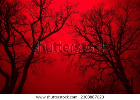Leafless Oak tree branches silhouette. Natural oak tree branches silhouette on a red background. Silhouettes of a dark gloomy forest with textured trees. 