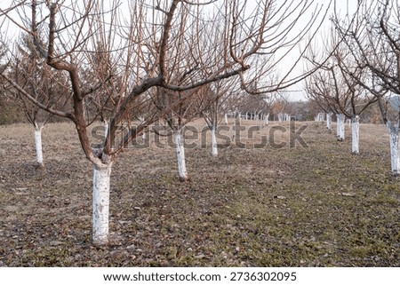 Leafless Orchard Rows Bare Tree Trunks, Whitewashed Lower Trunks And Dormant Branches, Brown Grass And Scattered Leaves On Ground, Neat Rows Receding Toward Horizon Under Overcast Sky, Quiet Winter