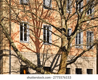 A leafless plane tree in winter or early spring standing in front of a classic European building with a peach-colored facade. Bright sunlight creates dramatic, intricate branch shadows across the wall and windows, highlighting the architectural texture in Germany.