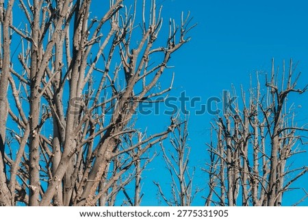 Leafless pollarded trees against clear blue sky